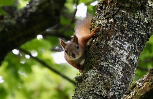 Hobbits Landing - Foto 3