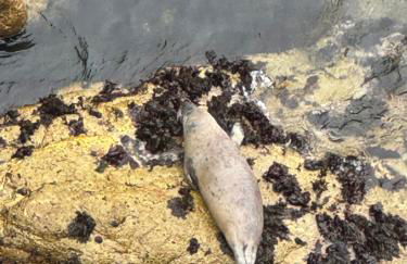 Four mile bridge by Trearddur bay - Foto 43