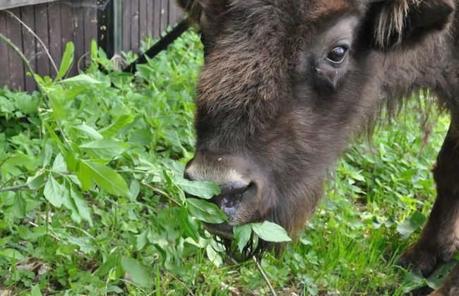 Folwark Mazurskie Legendy - Foto 48