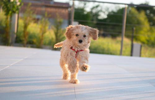 Villa Callista near Labin for 10 persons with kids playground, fitness and heated pool - Foto 42