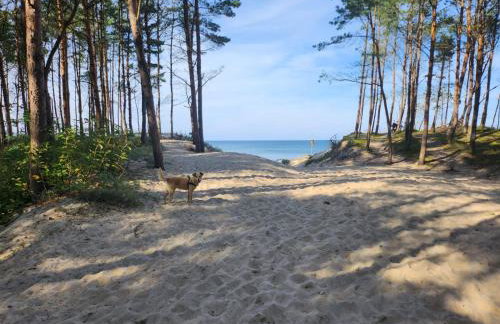 Domki Letniskowe U Żuni - Foto 21