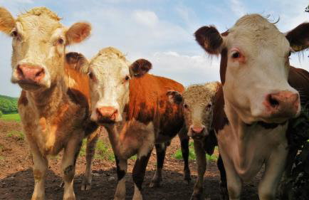 Corner Cwtch - Foto 14