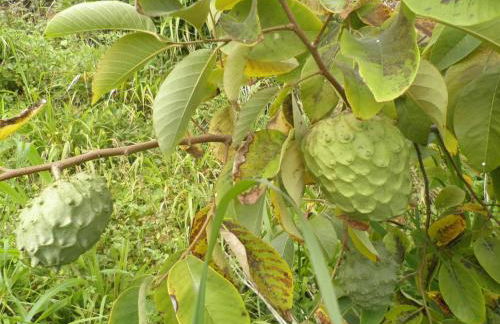 Villa Luz - Family House Vacations- Large Private Outdoor Area - Foto 43