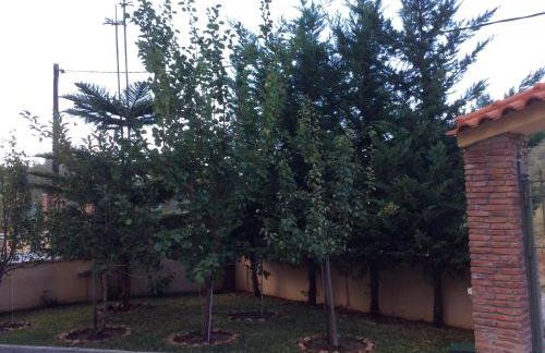 Achladi Beach - Photo 71