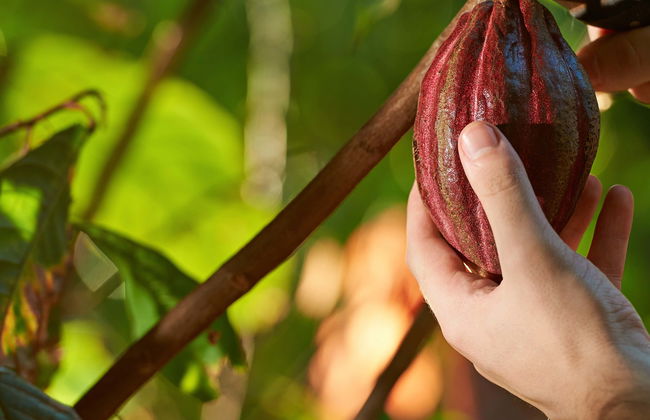 Tour do cacau pela fazenda El Argel - Foto 1
