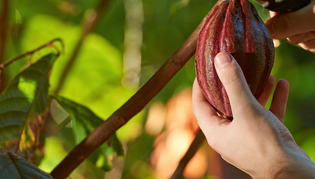 Tour del cacao por la finca El Argel