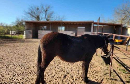 Desert Ranch Home 3 Bedroom + Equine Facility - Foto 35