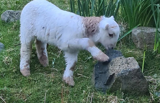 Rhiw Goch Inn Holiday Home - Photo 9