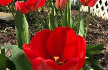 Valle Crucis Farm - Foto 8