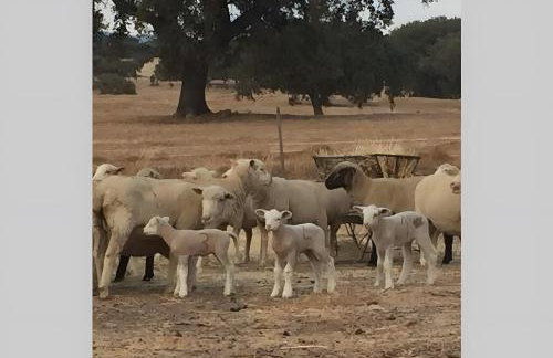 Monte Azul, Um Oásis No Alentejo - Foto 4