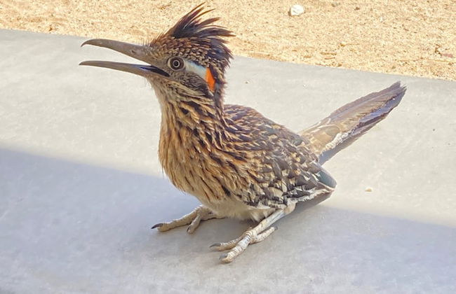 Sunrise Ranch - Photo 30