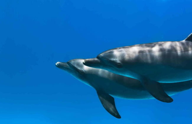 Nadar com golfinhos em Hurghada - Foto 1