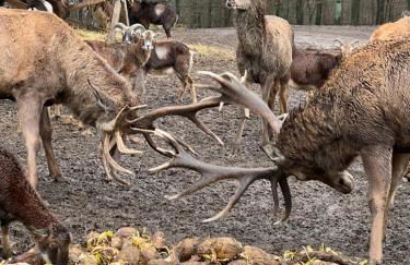 Ferienhaus Waldblick - Photo 53