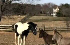 Beautiful Farmstay Hill Cottage and Tiny Equipped Camper in Maryland - Foto 23