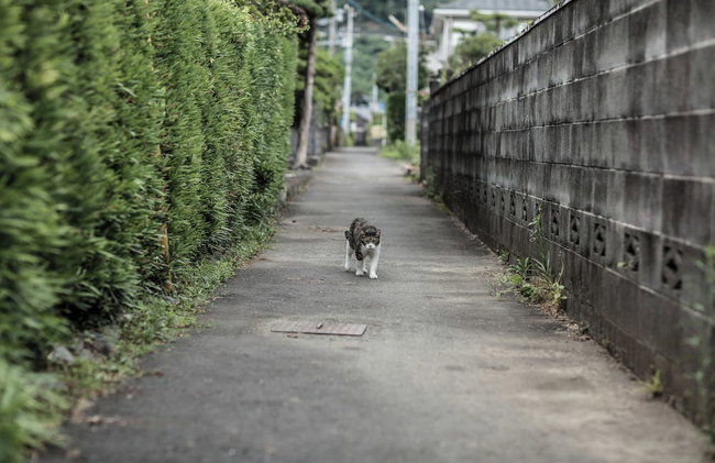 Nihon Iro - Foto 76