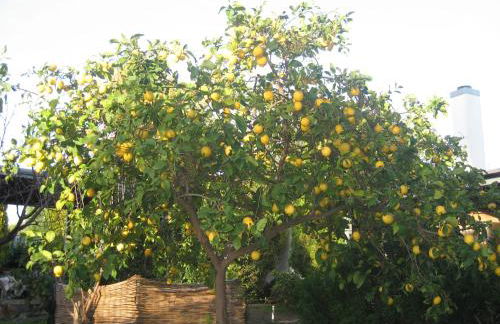 Villa Primavera - Foto 10