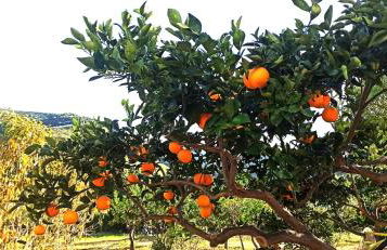 Tenuta Piana1 con accesso diretto al mare - Foto 16