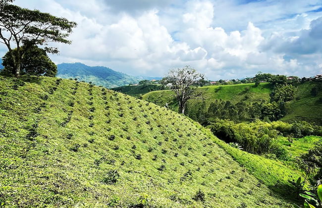 Eco Hotel Glamping El SIlencio - Foto 17