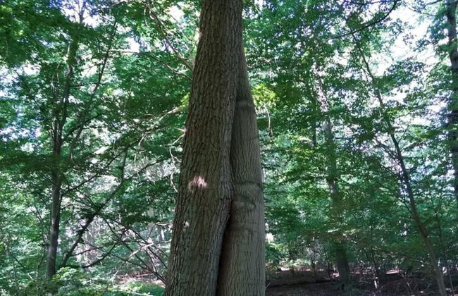 Ferienhaus in Petersdorf mit Schonem Garten - Foto 29