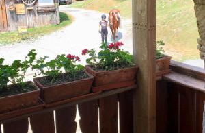 Agriturismo Randis - Foto 9