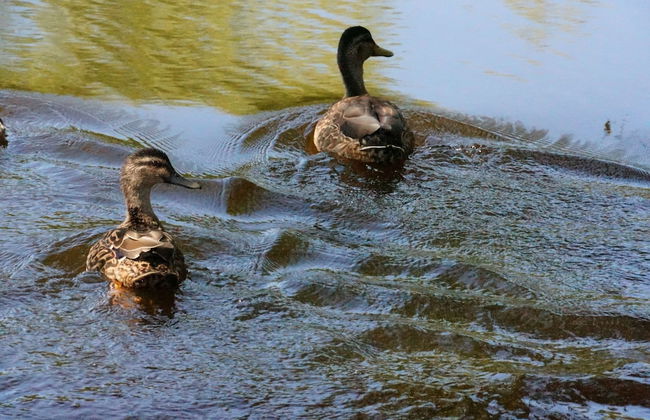 Silver Waters Lodge - Photo 64