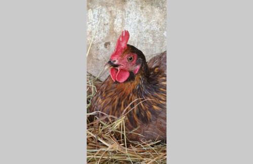 Haus Burbach - Foto 16