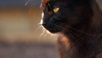 Peaceful Three Bed Country Apartment - Foto 2