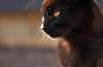 Peaceful Three Bed Country Apartment - Foto 2