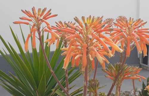 Michael's Greek House - Foto 28