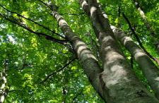 Appartamenti Paolo - Foto 32