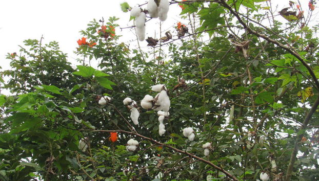 Santo Domingo de Los Tsachilas Day Trip - Foto 5