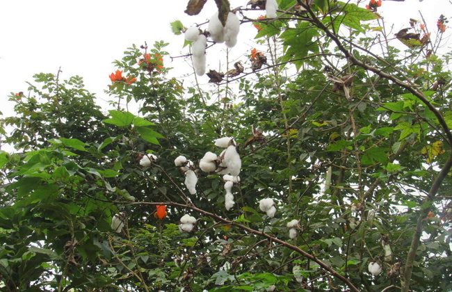 Santo Domingo de Los Tsachilas Day Trip - Photo 3