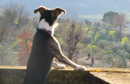 Agriturismo La Fontaccia - Foto 54