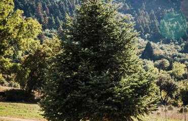 Kalavryta Grand Residence - Photo 57