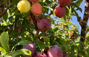 Casa Martins Country Apt, No.6 - Foto 24