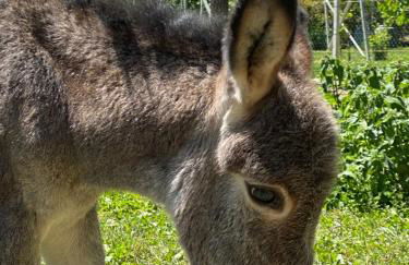 Locanda Del Molino Vecchio - Foto 72