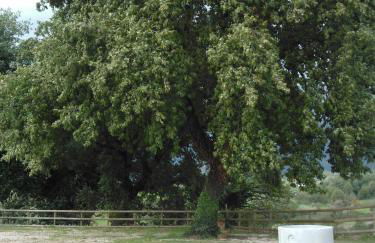 Agriturismo Varcodoro - Foto 8