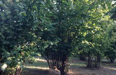 Sangrato 1883 - Foto 58