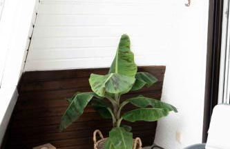 Apartment Mayer in Wachenheim an der Weinstraße - Foto 5