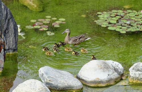 Maison du Lac - Foto 65