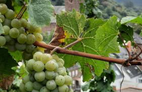 Ferienwohnung bei Blesers - Foto 23