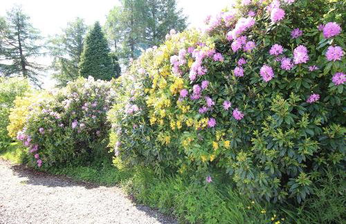 Ben Lomond Cottage - Foto 13