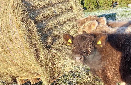 Ferienwohnung auf dem Land - Foto 23