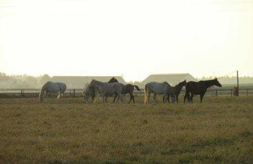 Apartament Leśny Taras z KLIMATYZACJĄ & Garaż podziemny w cenie-728-828-835- Targi Kielce - Foto 75