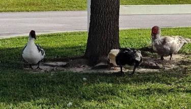 Work Group and Family Friendly! 3 Bedroom House with screened in porch - Foto 5