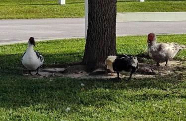 Workers Love It Here! 3 Bedroom House with screened in porch - Foto 5