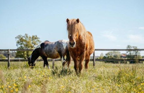 Ferienhof Trapp Heuhotel - Foto 61