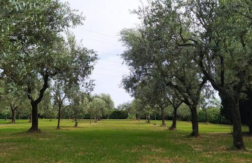 Casolare L'Antico Olivo - Foto 6