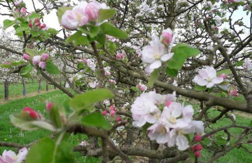 Maison authentique en Normandie - FR-1-497-160 - Foto 17