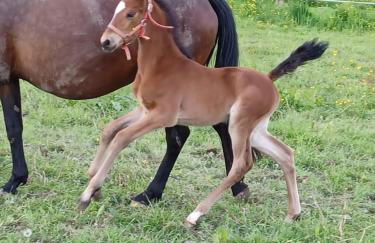 Gîte du LERRE Baie du Mont St Michel Meublé de Tourisme 3 Etoiles - Foto 23